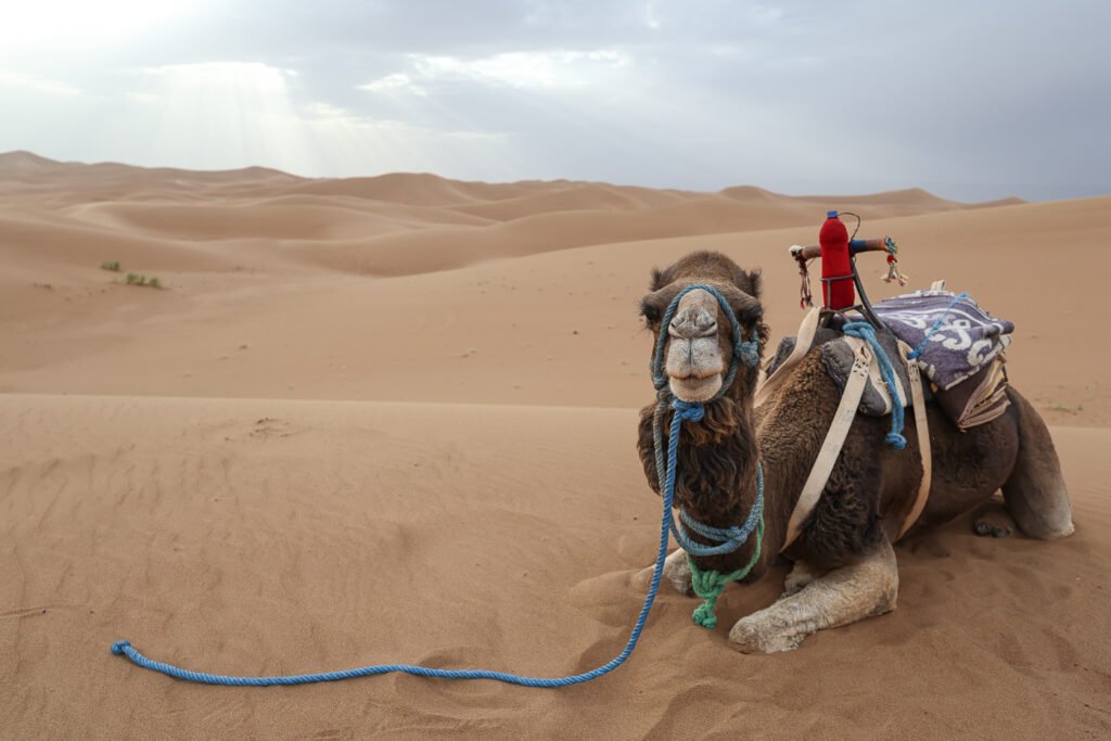 7X0A8339 a camel on the sahara dunes