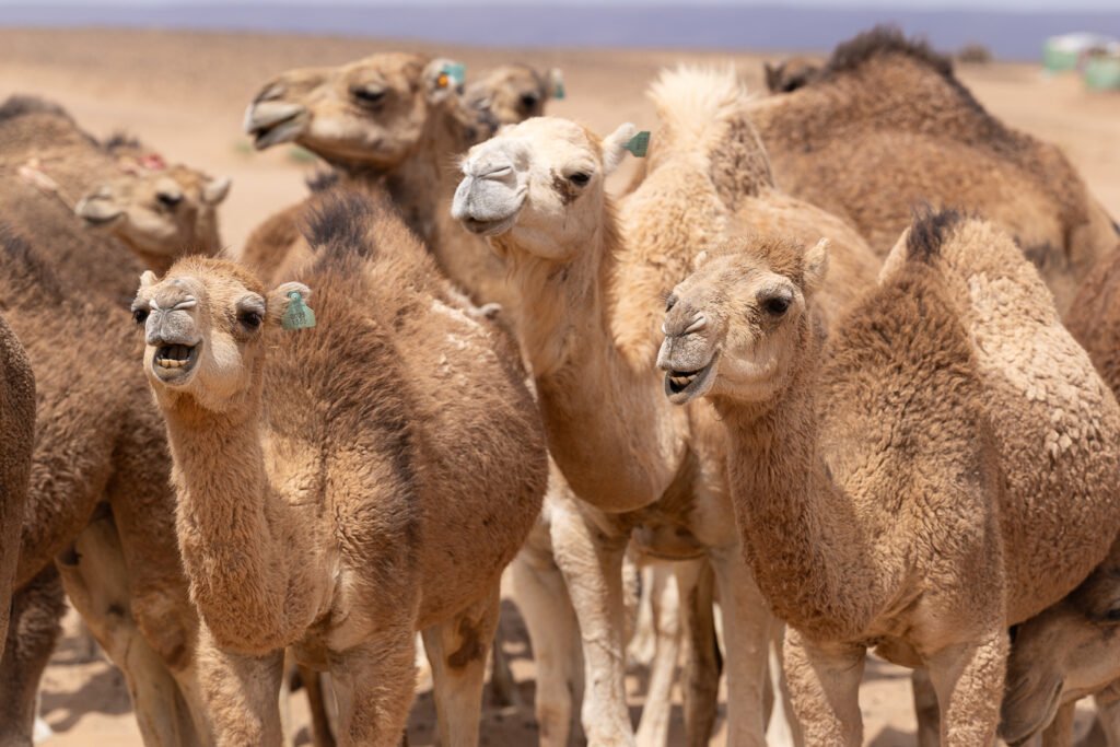 _X0A8191 a groupe of camels