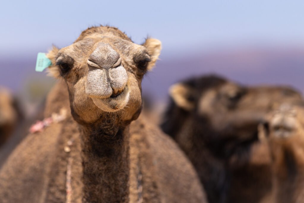 _X0A8205 camel