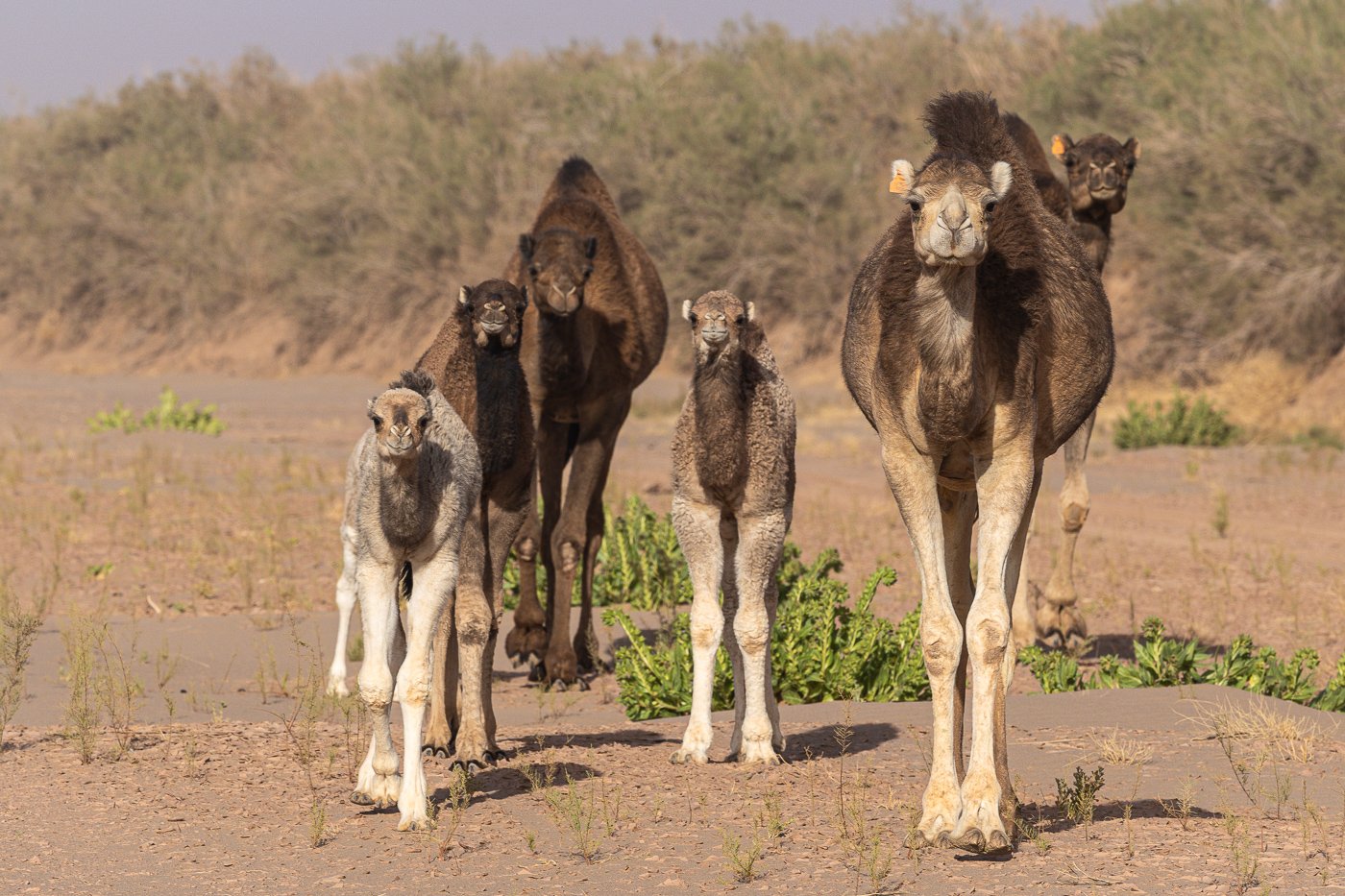 Sunset camel trek Erg Chebbi orange dunes Sahara